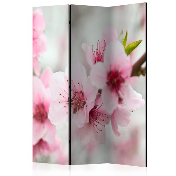 Paraván – Spring, blooming tree – pink flowers [Room Dividers] Paraván – Spring, blooming tree – pink flowers [Room Dividers]