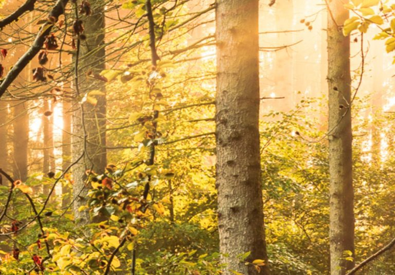 Obraz Slunečný les Obraz Slunečný les