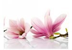 Tapeta – Květ magnólie SKLAD Tapeta – Květ magnólie SKLAD