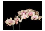 Tapeta -Orchidej na černé SKLAD Tapeta -Orchidej na černé SKLAD