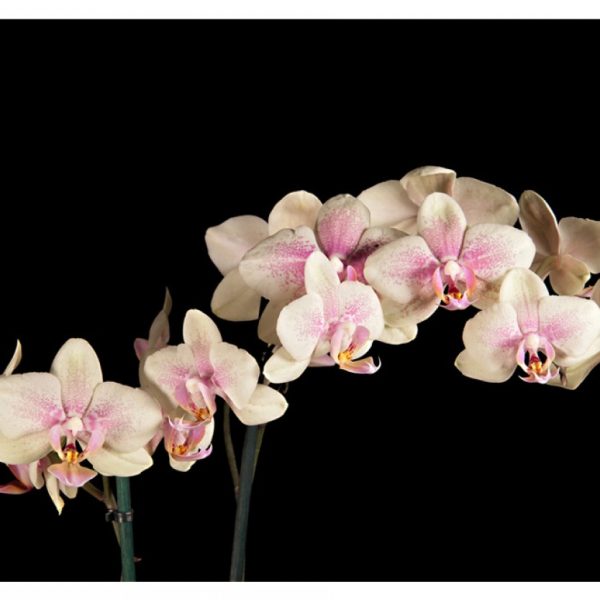 Tapeta -Orchidej na černé SKLAD Tapeta -Orchidej na černé SKLAD