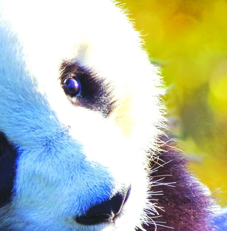 Obraz panda Obraz panda
