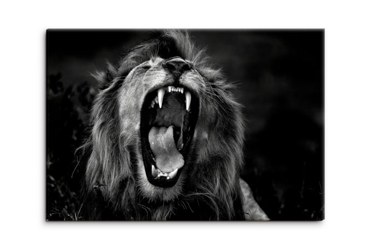 Obraz černobílý lev Obraz černobílý lev