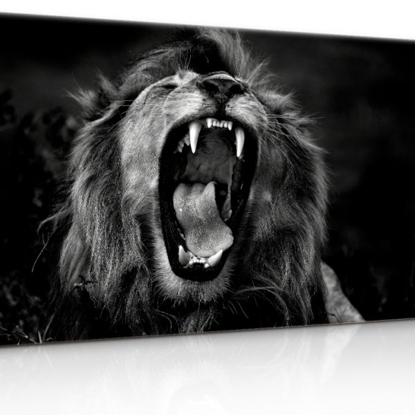 Obraz černobílý lev Obraz černobílý lev