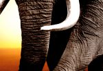 Vícedílný obraz – slon v Africe ll Vícedílný obraz – slon v Africe ll