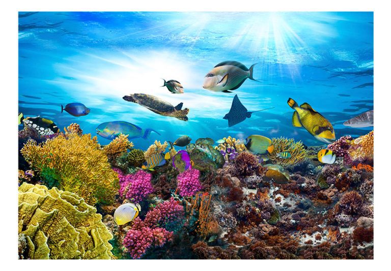 Samolepící fototapeta – Coral reef Samolepící fototapeta – Coral reef