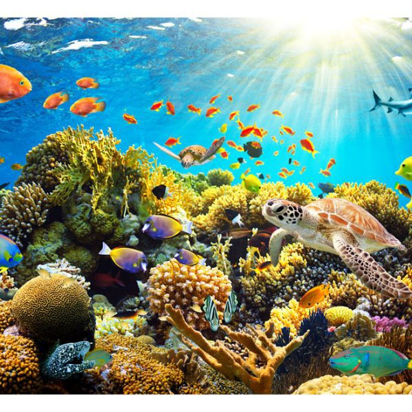 Fototapeta – Underwater Land Fototapeta – Underwater Land