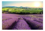 Fototapeta – Lavender Field Fototapeta – Lavender Field