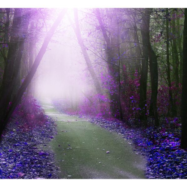 Samolepící fototapeta – Purple path Samolepící fototapeta – Purple path