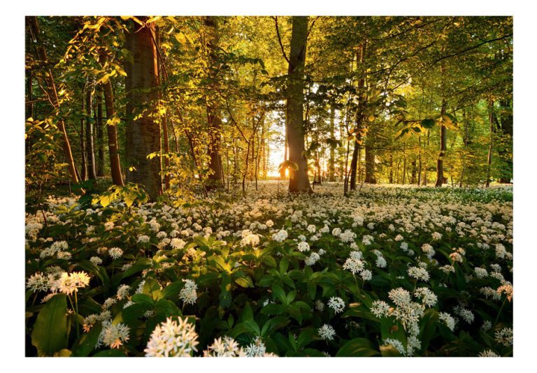 Samolepící fototapeta – Forest flora Samolepící fototapeta – Forest flora