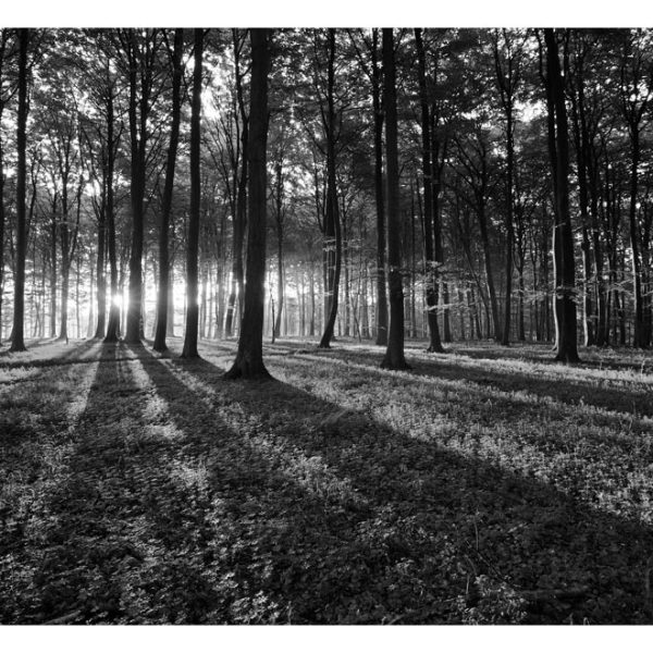 Samolepící fototapeta – The Light in the Forest Samolepící fototapeta – The Light in the Forest