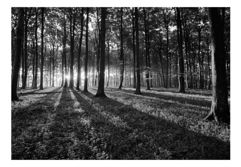 Samolepící fototapeta – The Light in the Forest Samolepící fototapeta – The Light in the Forest