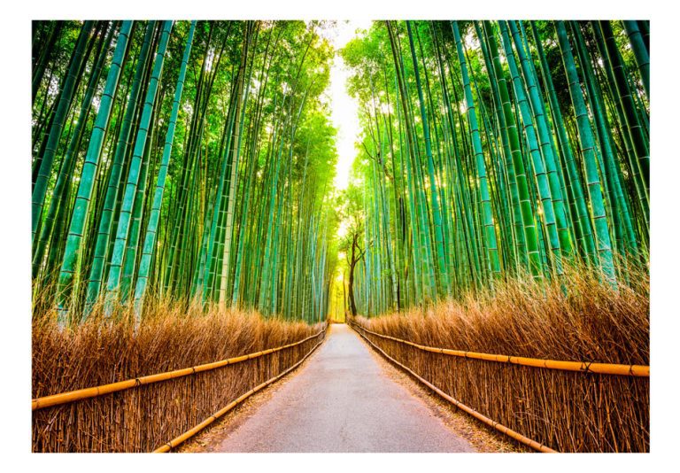 Samolepící fototapeta – Bamboo Forest Samolepící fototapeta – Bamboo Forest