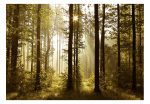Samolepící fototapeta – Forest: Morning Sunlight Samolepící fototapeta – Forest: Morning Sunlight