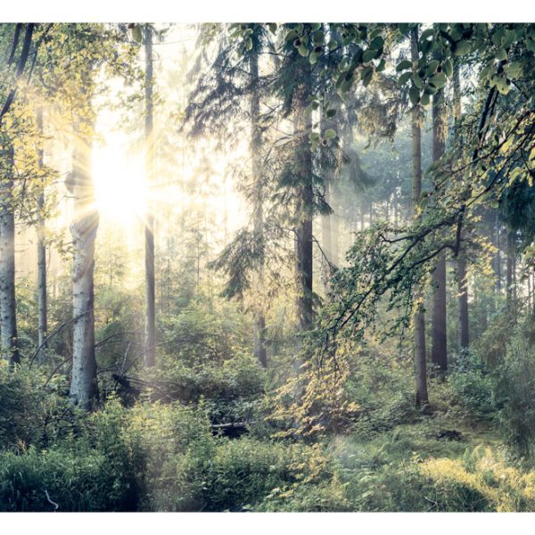 Samolepící fototapeta – Tales of a Forest Samolepící fototapeta – Tales of a Forest