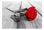 Fototapeta – Abandoned Rose Fototapeta – Abandoned Rose