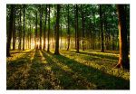 Samolepící fototapeta – Spring: Morning in the Forest Samolepící fototapeta – Spring: Morning in the Forest