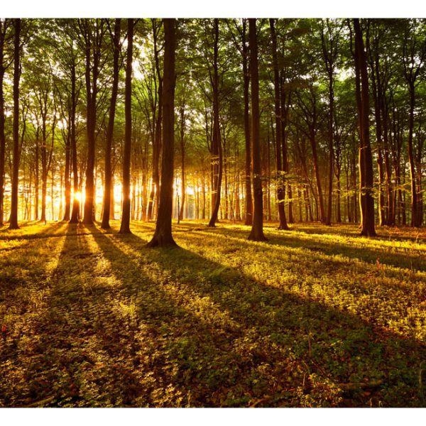Samolepící fototapeta – Summer: Morning in the forest Samolepící fototapeta – Summer: Morning in the forest