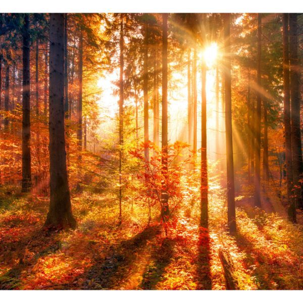 Samolepící fototapeta – Autumnal Time Samolepící fototapeta – Autumnal Time