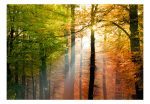 Samolepící fototapeta – Forest Colours Samolepící fototapeta – Forest Colours