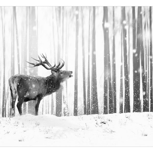 Fototapeta – Deer in the Snow (Black and White) Fototapeta – Deer in the Snow (Black and White)
