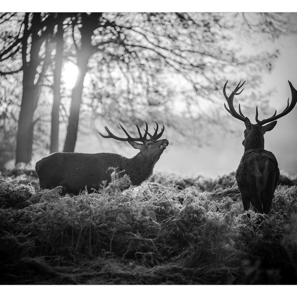 Fototapeta – Deers in the Morning Fototapeta – Deers in the Morning