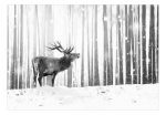 Samolepící fototapeta – Deer in the Snow (Black and White) Samolepící fototapeta – Deer in the Snow (Black and White)