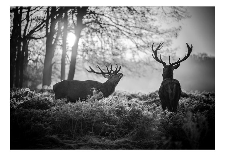 Samolepící fototapeta – Deers in the Morning Samolepící fototapeta – Deers in the Morning