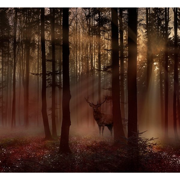Samolepící fototapeta – Mystical Forest – First Variant Samolepící fototapeta – Mystical Forest – First Variant
