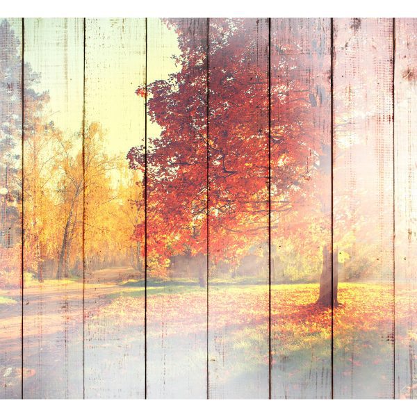Samolepící fototapeta – Autumn Sun Samolepící fototapeta – Autumn Sun