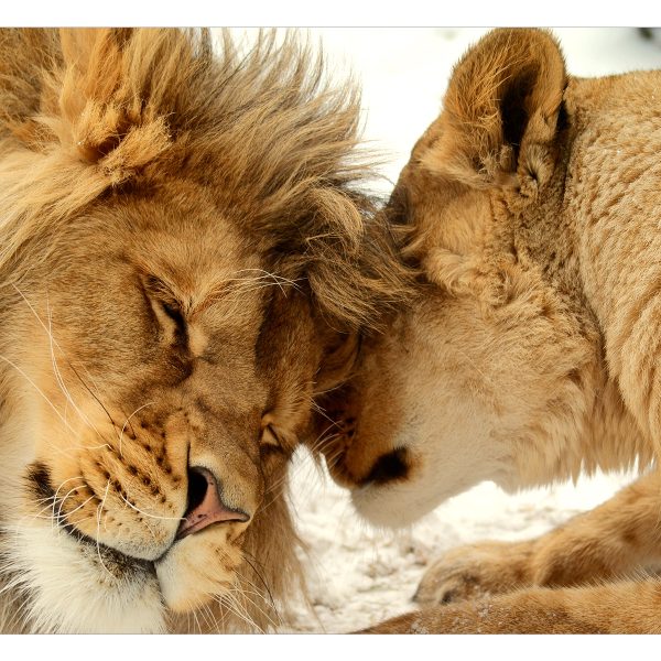 Fototapeta – Lion Tenderness Fototapeta – Lion Tenderness