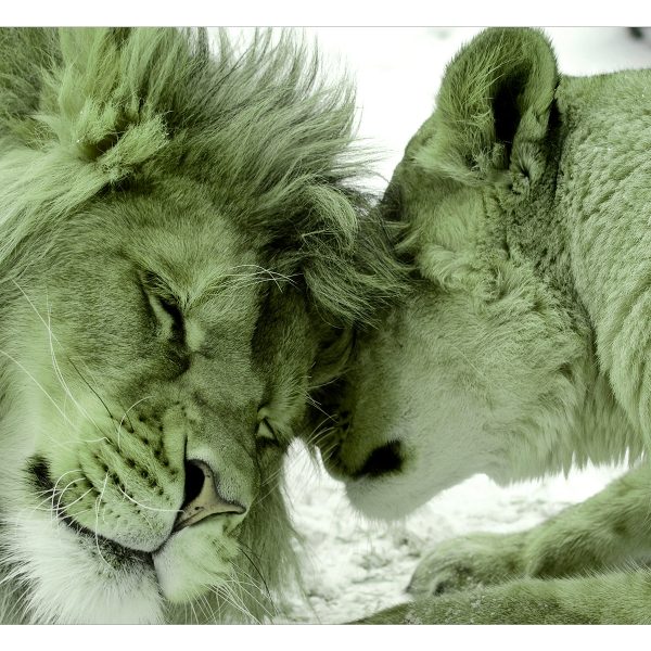 Fototapeta – Lion Tenderness (Green) Fototapeta – Lion Tenderness (Green)