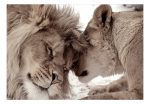 Samolepící fototapeta – Lion Tenderness (Sepia) Samolepící fototapeta – Lion Tenderness (Sepia)