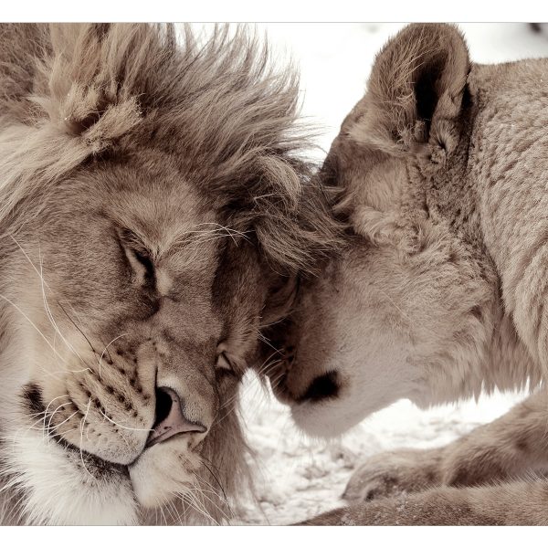 Samolepící fototapeta – Lion Tenderness (Sepia) Samolepící fototapeta – Lion Tenderness (Sepia)