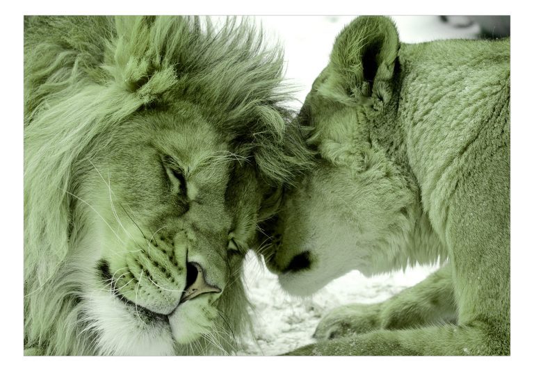 Samolepící fototapeta – Lion Tenderness (Green) Samolepící fototapeta – Lion Tenderness (Green)