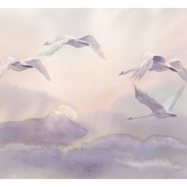 Fototapeta – Flying Swans Fototapeta – Flying Swans
