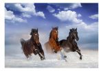 Samolepící fototapeta – Horses in the Snow Samolepící fototapeta – Horses in the Snow