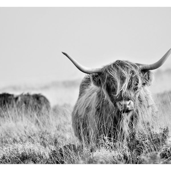 Fototapeta – Highland Cattle Fototapeta – Highland Cattle