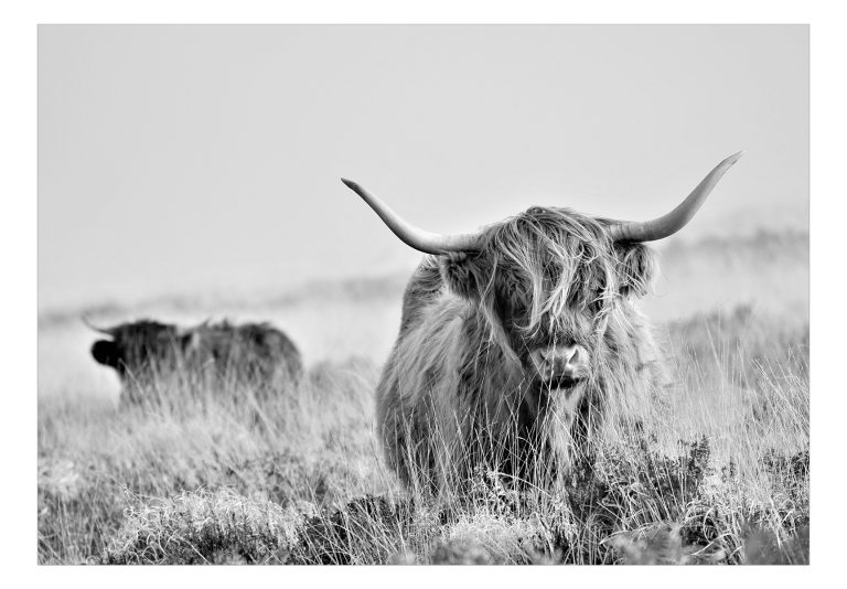 Fototapeta – Highland Cattle Fototapeta – Highland Cattle