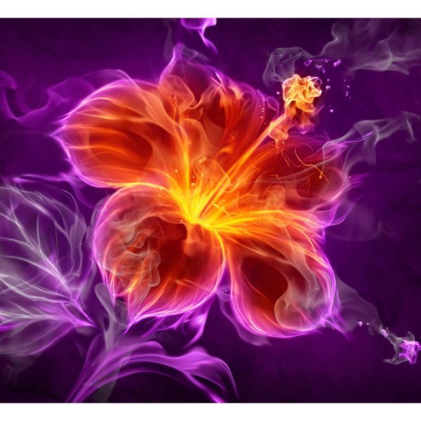Fototapeta – Fiery flower in purple Fototapeta – Fiery flower in purple