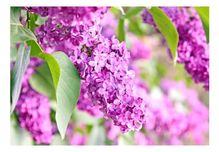 Fototapeta – Lilac flowers Fototapeta – Lilac flowers