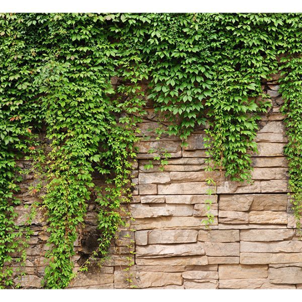 Fototapeta – Ivy wall Fototapeta – Ivy wall