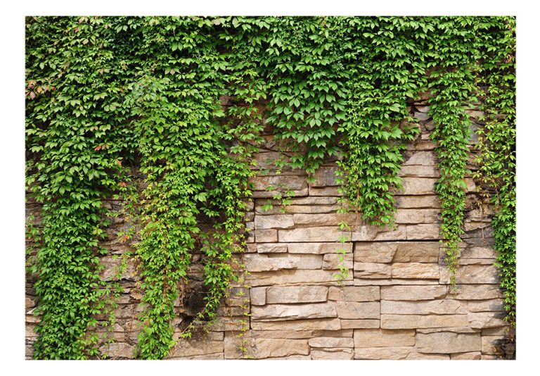 Fototapeta – Ivy wall Fototapeta – Ivy wall