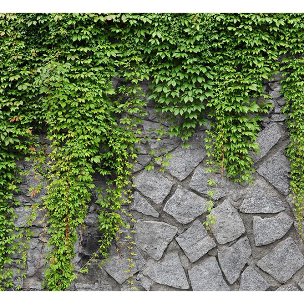 Fototapeta – Green wall Fototapeta – Green wall