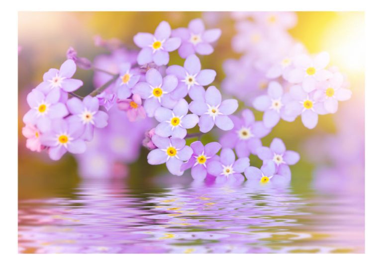 Fototapeta – Violet Petals In Bloom Fototapeta – Violet Petals In Bloom