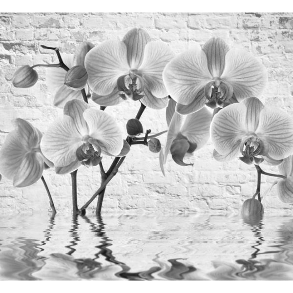Fototapeta – Orchid in Shades of Gray Fototapeta – Orchid in Shades of Gray