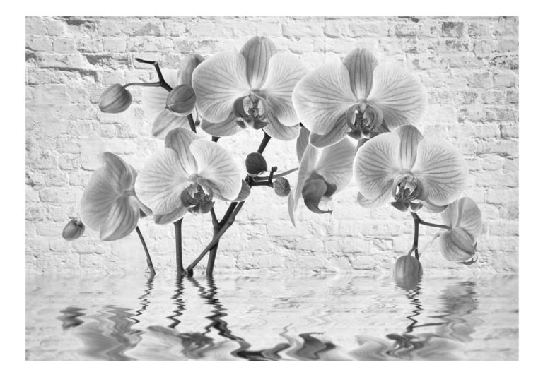Fototapeta – Orchid in Shades of Gray Fototapeta – Orchid in Shades of Gray