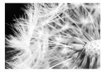 Fototapeta – Black and white dandelion Fototapeta – Black and white dandelion