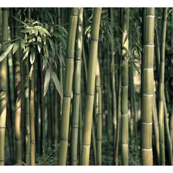 Fototapeta – Bamboo Exotic Fototapeta – Bamboo Exotic