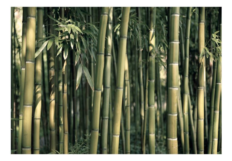 Fototapeta – Bamboo Exotic Fototapeta – Bamboo Exotic